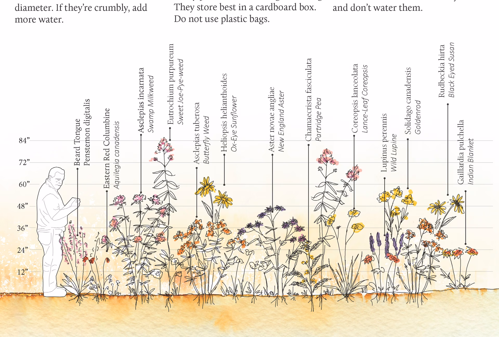 The wildflower species in the seed mix, drawn to scale by height
